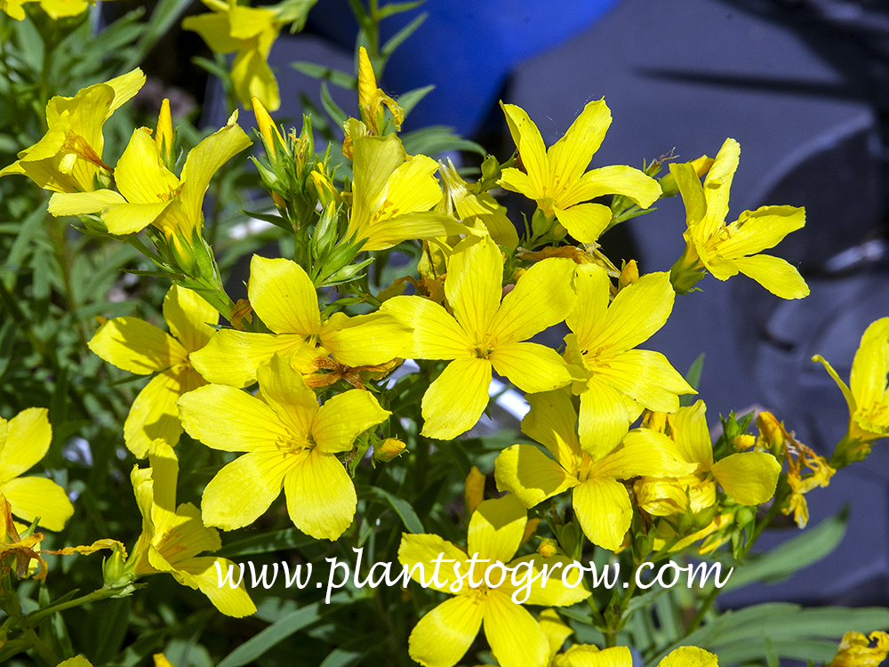 Dwarf Golden Flax (Linum flavum compactum)
(June 16)